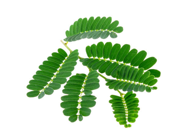 istock Tamarind leaves on white background 2170589615