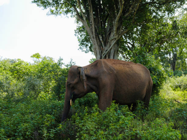 Asian Elephant seen on safari in Yala National Park in Sri Lanka