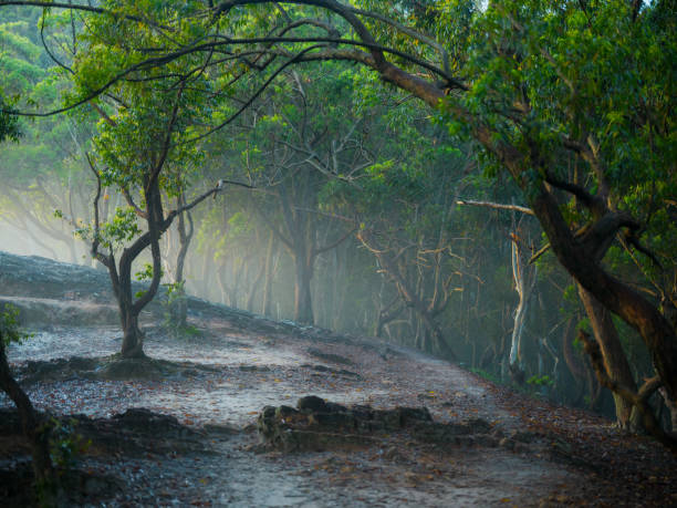 Tranquil view of eucalyptus forest in fog