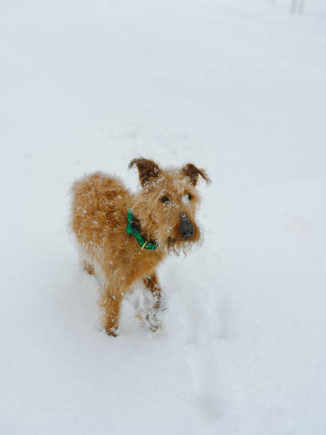 istock Dog in deep snow after the blizzard 2170592422