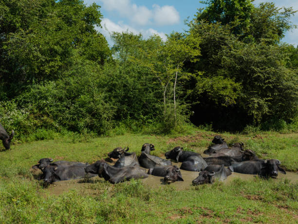 Wild, undomesticated water buffalo in Yala National Park in Sri Lanka