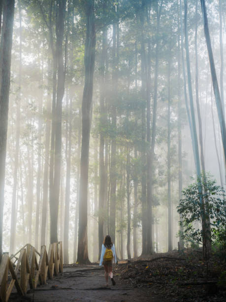 istock Woman walking through eucalyptus forest in fog 2170592667