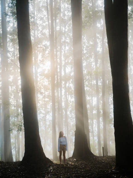 istock Woman walking through eucalyptus forest in fog 2170592786