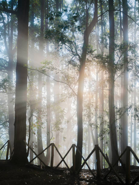 Eucalyptus forest in fog in sun rays