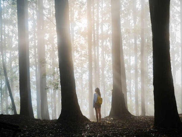 istock Woman walking through eucalyptus forest in fog 2170592864