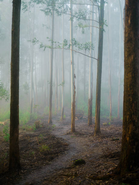 Eucalyptus forest in fog in sun rays