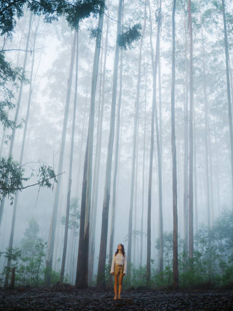 istock Woman walking through eucalyptus forest in fog 2170593023