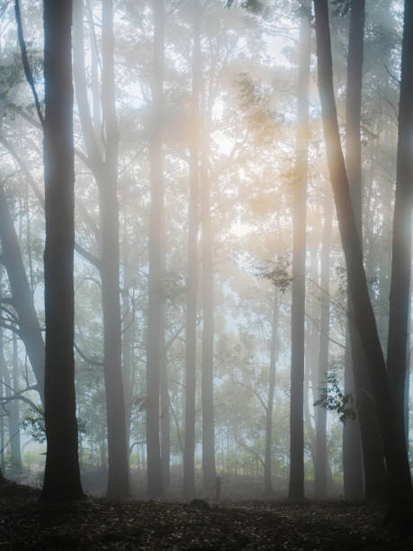 Eucalyptus forest in fog in sun rays