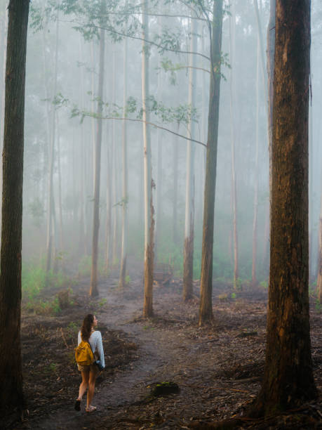 istock Woman walking through eucalyptus forest in fog 2170593238