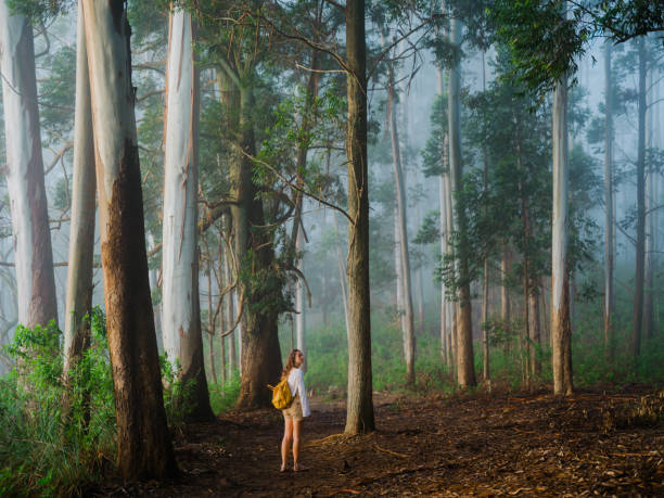 istock Woman walking through eucalyptus forest in fog 2170593239