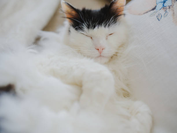 Black and white cat sleeping on the chair. Taken via medium format camera.