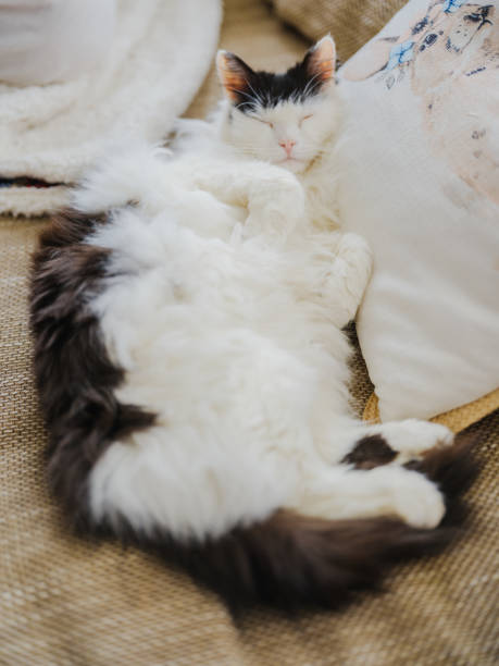 Cute cat sleeping cozy on the sofa in winter. SHot on medium format camera, high quality