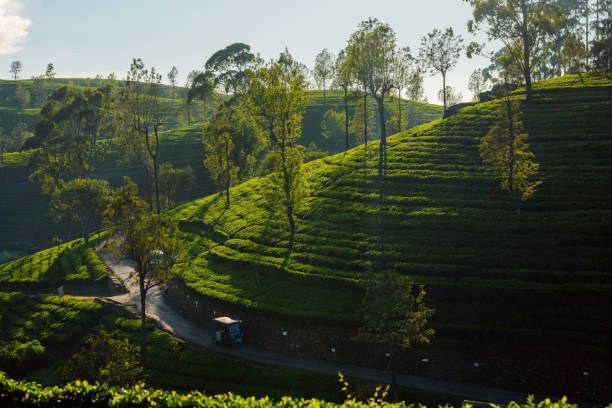 istock Lush green tea plantation in Sri Lanka 2170593421
