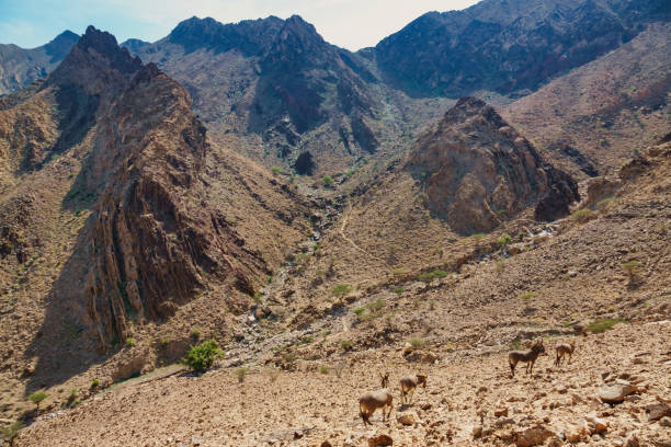Wild Donkeys and the Hajar Mountains in Hatta, United Arab Emirates.