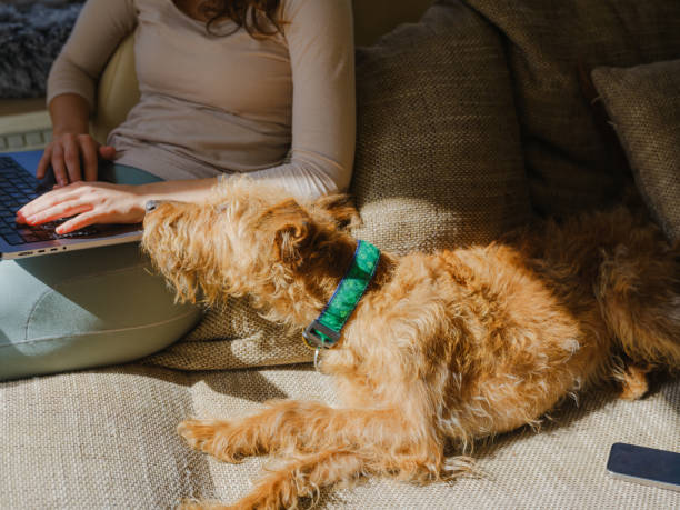istock Woman cuddling with dog on the sofa using laptop on sunny afternoon 2170593532