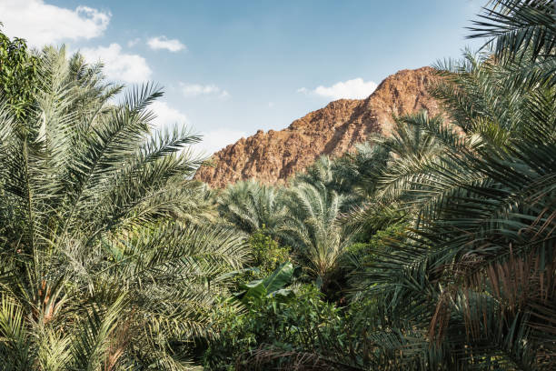 Oasis at Nahwa, Al Hajar Mountains, United Arab Emirates.