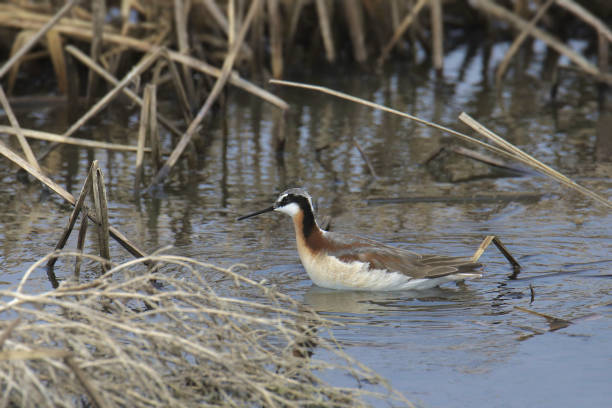 istock Wilson's Phalarope (female) (phalaropus tricolor) swimming in a messy pond 2170596813