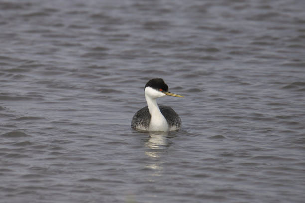 istock Western Grebe (aechmophorus occidentalis) swimming toward the camera 2170596814