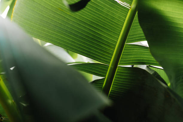 Green banana leaf close up
