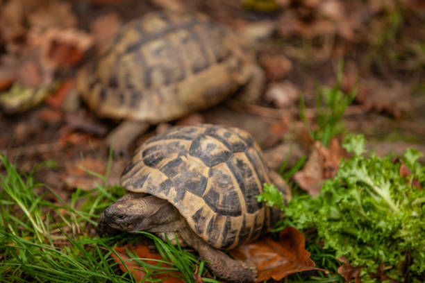 Tortoises among dry leaves