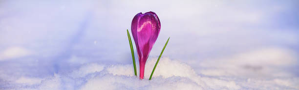 istock Crocus - blooming purple flower making their way from under the snow in early spring, banner 2170599638