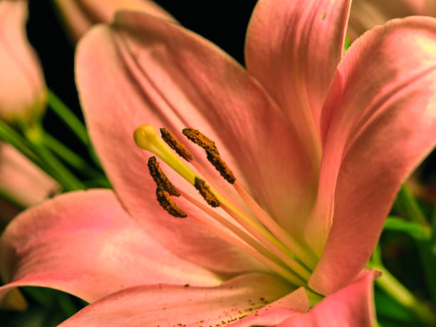 istock Bouquet with different kind of flowers 2170600871
