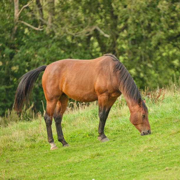 istock Countryside in harvest 2170600892