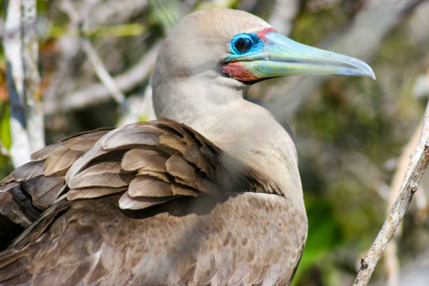The red-footed booby (Sula sula) is the smallest and most agile of the booby species found in the Galapagos Islands, recognized by its striking red feet and vibrant plumage. These seabirds, often seen nesting in trees along the islands' coastlines, offer a fascinating glimpse into the diverse wildlife of the archipelago. For birdwatchers and eco-tourists, encountering a red-footed booby is a memorable highlight.