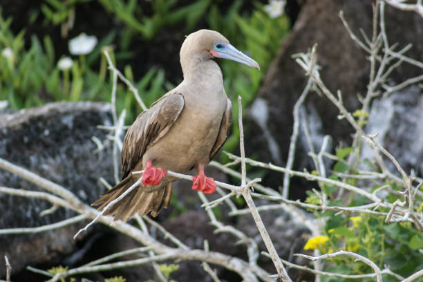 istock The red-footed booby (Sula sula), with its distinct coloring, is a popular attraction for birdwatchers and eco-tourists visiting the Galapagos Islands 2170603839