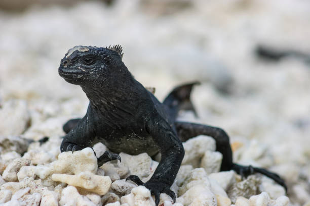 The Galapagos iguana (Amblyrhynchus cristatus), native to the Galapagos Islands, is a remarkable species that thrives in the harsh, volcanic landscape of its natural habitat. Often seen basking on sun-drenched rocks or blending into the rugged coastline, these iguanas are well-adapted to their environment, feeding on seaweed and marine algae.
