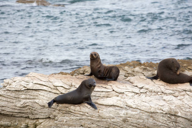istock Seal Pup Relaxing on Rocky Shore 2170606570