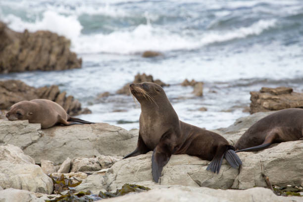 istock Seal Pup Relaxing on Rocky Shore 2170606585