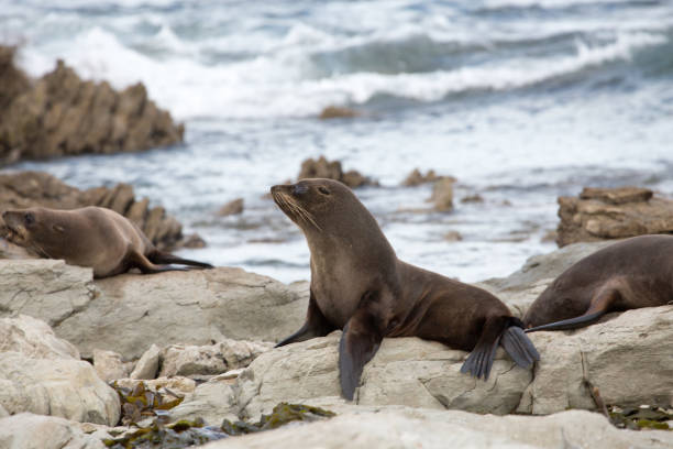 istock Seal Pup Relaxing on Rocky Shore 2170606599