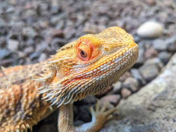 istock bearded dragon reptile seen closer up at the head 2170606769