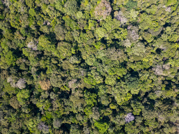 istock Aerial view of Amazon rainforest canopy 2170609008