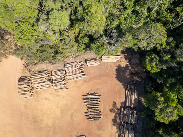 istock Logging yard in the brazilian Amazon rainforest 2170609010
