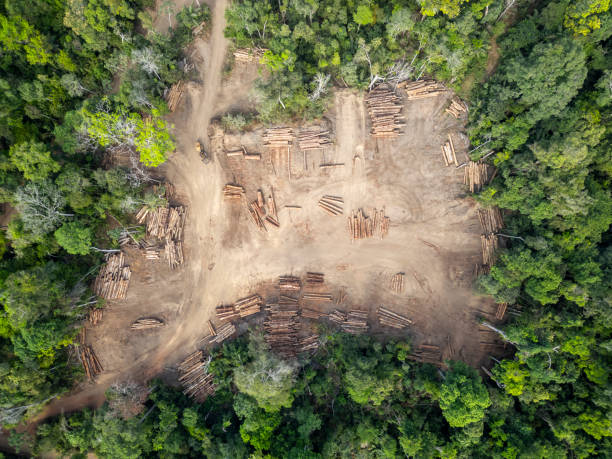 Logging yard in the brazilian Amazon rainforest