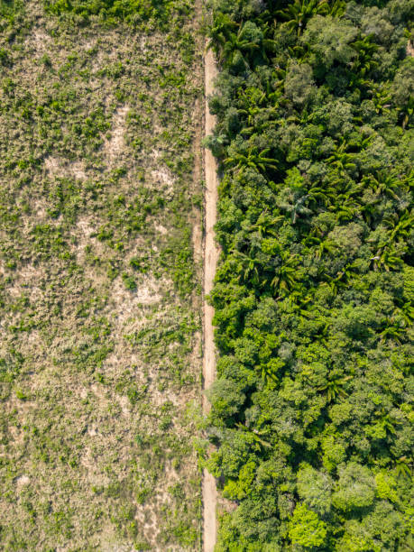 Deforested land and native forest in the Amazon region