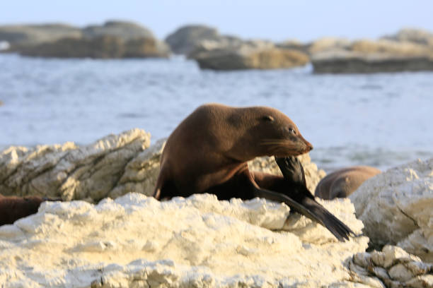 istock Seal Pup Relaxing on Rocky Shore 2170609712