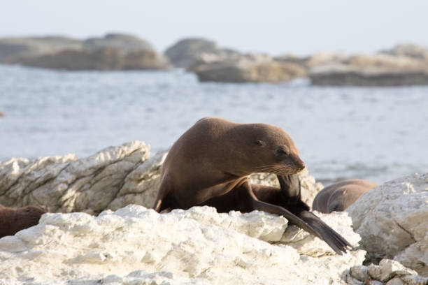 istock Seal Pup Relaxing on Rocky Shore 2170609724