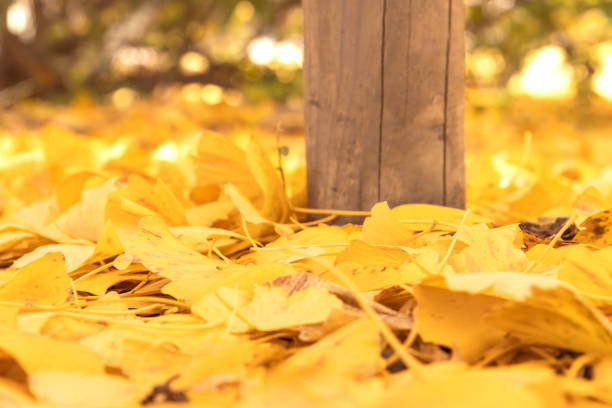 Falling yellow ginkgo leaves on ground with wooden pole background