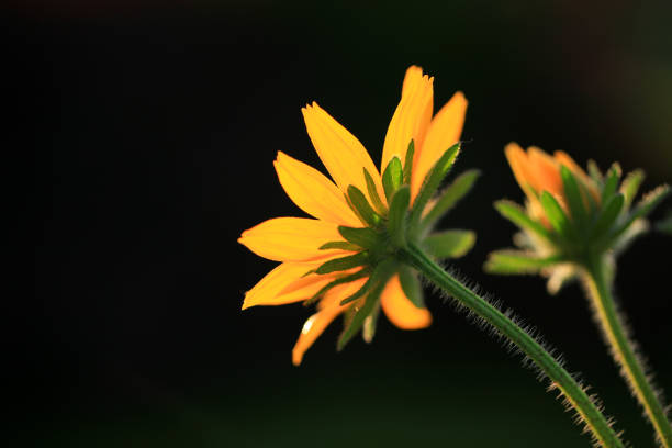 A vibrant black-eyed susan flower with its bold yellow petals and brown shaded center. Detailed macro shot.