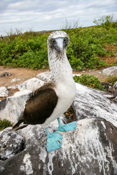 istock A blue-footed booby (Sula nebouxii) displays its iconic courtship dance, lifting its blue feet to attract a mate in the Galapagos Islands. 2170616185