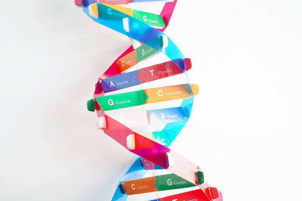 istock DNA molecule spiral structure model isolated on white background, chromosome and gene chemical science biology. 2170619310