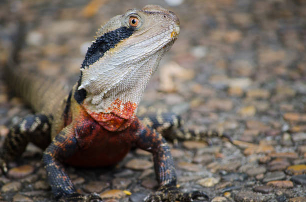 istock Australian Water Dragon in close up 2170623376