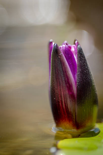lotus flower