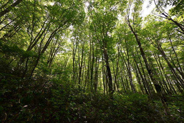 istock Climbing Mt. Bandai, Aizu, Fukushima 2170624376