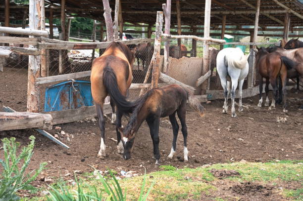 istock Group of horses on the farm 2170624724