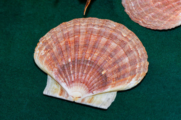 Wall covered with weathered scallop conch shells , Rías Baixas, Pontevedra province, Galicia, Spain