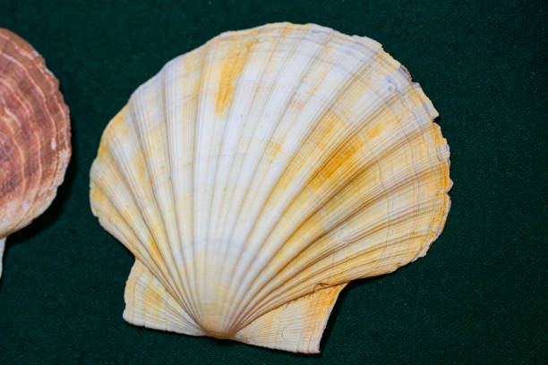 Close-up view of scallop shell hanging on blue raincoat, with traditional cross, symbols of the ancient pilgrimage route, camino de Santiago. Santiago de Compostela ,Galicia, Spain.